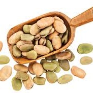 Fava Beans